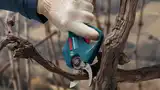 Pro Pruner (сет 2 акк.) — Photo 6
